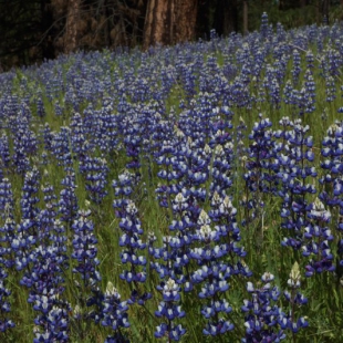 Lupinus nanus